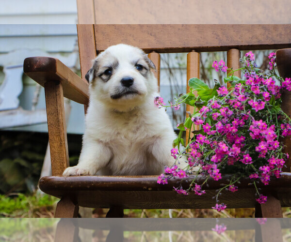 Medium Photo #13 Great Pyrenees Puppy For Sale in TOWNSEND, MA, USA