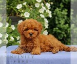 Small Cavapoo