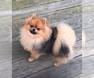 Mother of the Pomeranian puppies born on 04/29/2025