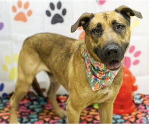 German Shepherd Dog-Unknown Mix Dogs for adoption in Placerville, CA, USA