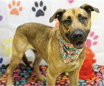 MAC - Male German Shepherd Dog-Unknown Mix Dog for Adoption - Small photo