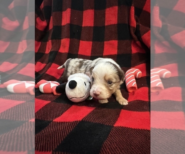 Medium Photo #6 Miniature Australian Shepherd Puppy For Sale in QUINCY, CA, USA