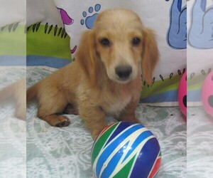 Dachshund Puppy for sale in RATTAN, OK, USA