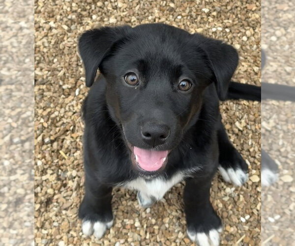 Medium Photo #2 Labrador Retriever-Unknown Mix Puppy For Sale in Bolivar, MO, USA