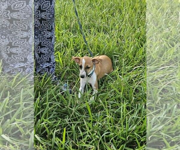 Medium Photo #7 Italian Greyhound-Unknown Mix Puppy For Sale in Wakefield, RI, USA
