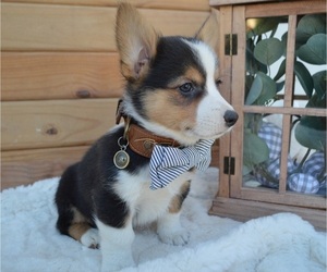 Pembroke Welsh Corgi Puppy for sale in HONEY BROOK, PA, USA