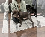 Small Photo #5 German Shorthaired Pointer Puppy For Sale in RIVERSIDE, CA, USA