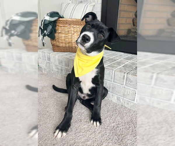 Medium Photo #5 Labrador Retriever-Unknown Mix Puppy For Sale in Genesee, WI, USA