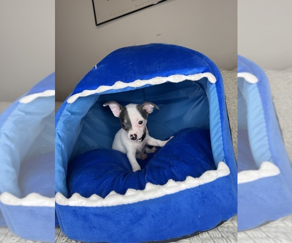 Medium Photo #17 Chihuahua Puppy For Sale in CHARLOTTE, NC, USA