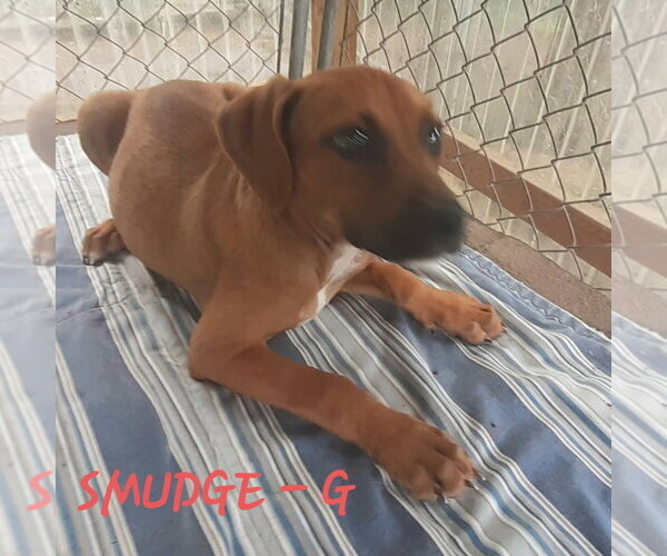 Medium Photo #2 Mutt Puppy For Sale in Hinton, WV, USA