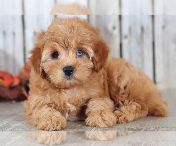 Medium Photo #2 Aussie-Poo Puppy For Sale in MOUNT VERNON, OH, USA