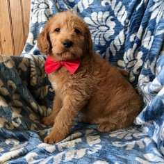 Labradoodle Puppy for sale in EPHRATA, PA, USA