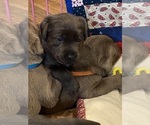 Small Photo #13 Labrador Retriever Puppy For Sale in MULINO, OR, USA