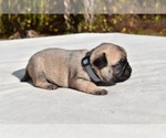 Small #2 Pug