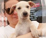 Small #4 Labrador Retriever Mix