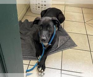 Labrador Retriever-Unknown Mix Dogs for adoption in Pasadena, CA, USA