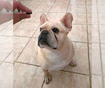 Small Photo #4 French Bulldog Puppy For Sale in Pacifica, CA, USA