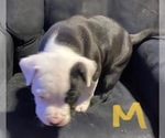 Small Photo #15 American Pit Bull Terrier Puppy For Sale in ELMA, WA, USA