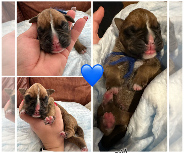 Medium Photo #23 Boxer Puppy For Sale in EAST FREETOWN, MA, USA