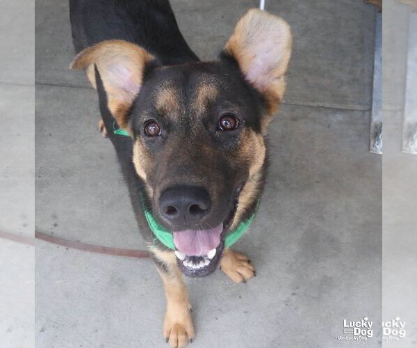 Medium Photo #5 German Shepherd Dog-Unknown Mix Puppy For Sale in Washington, DC, USA