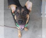 Small #4 German Shepherd Dog Mix