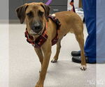 Small Retriever -Rhodesian Ridgeback Mix
