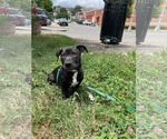 Small #2 Mutt