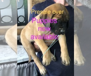 Mastiff Puppy for Sale in BRANTLEY, Alabama USA
