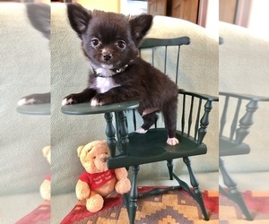 Chihuahua Puppy for sale in NEWVILLE, PA, USA