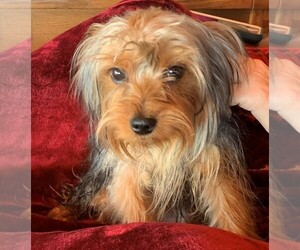 Yorkshire Terrier Puppy for Sale in CORRALES, New Mexico USA