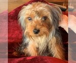 Small Photo #1 Yorkshire Terrier Puppy For Sale in CORRALES, NM, USA