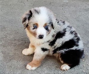 Miniature Australian Shepherd Puppy for sale in POPLARVILLE, MS, USA