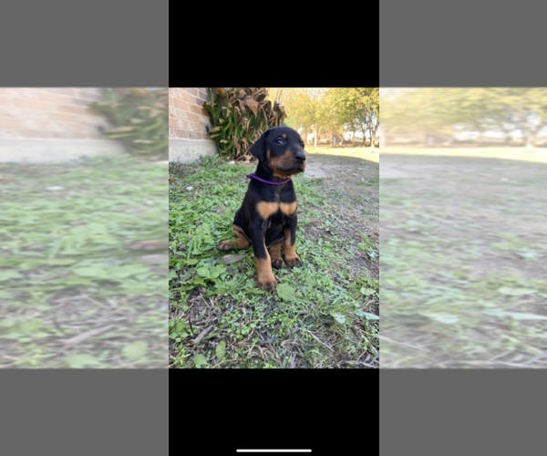 Medium Photo #1 Doberman Pinscher Puppy For Sale in WAXAHACHIE, TX, USA