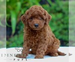 Image preview for Ad Listing. Nickname: Penny