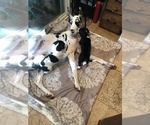 Small Photo #17 Great Dane Puppy For Sale in ANAHEIM, CA, USA