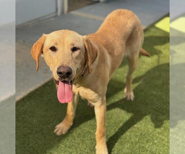 Medium Photo #2 Labrador Retriever-Unknown Mix Puppy For Sale in San Diego, CA, USA