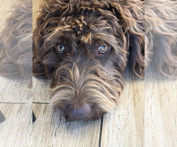 Medium Photo #1 German Shorthaired Pointer-Poodle (Standard) Mix Puppy For Sale in Valrico, FL, USA