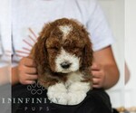 Small #3 Goldendoodle (Miniature)