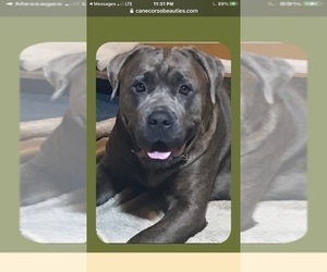 Mother of the Cane Corso puppies born on 01/18/2024