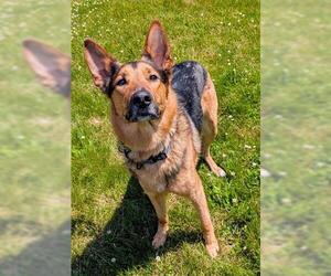 German Shepherd Dog Dogs for adoption in Akron, OH, USA