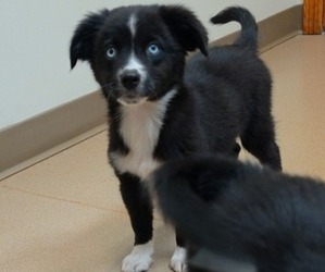 Miniature Australian Shepherd Puppy for sale in MILTON, WI, USA
