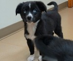 Georgie - Male Miniature Australian Shepherd Puppy for Sale - Small photo