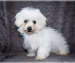 Puppy Jaynie Bichon Frise