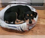 Small #1 Rottweiler Mix