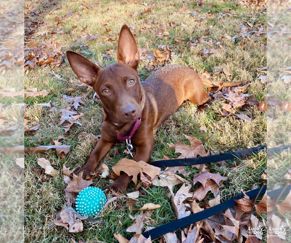 Medium Photo #4 Chihuahua-Unknown Mix Puppy For Sale in Washington, DC, USA