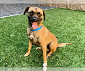 Chihuahua-Unknown Mix Dogs for adoption in Moreno Valley, CA, USA