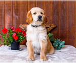 Small Photo #6 Golden Retriever Puppy For Sale in WAKARUSA, IN, USA
