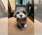 Small Photo #2 Lhasa-Poo Puppy For Sale in E BRUNSWICK, NJ, USA