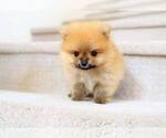 Small Photo #6 Pomeranian Puppy For Sale in FULLERTON, CA, USA