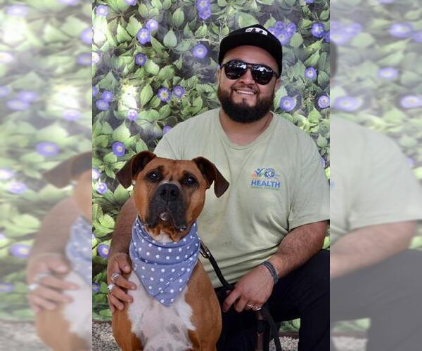 Medium Photo #1 Boxer Puppy For Sale in Santa Barbara, CA, USA